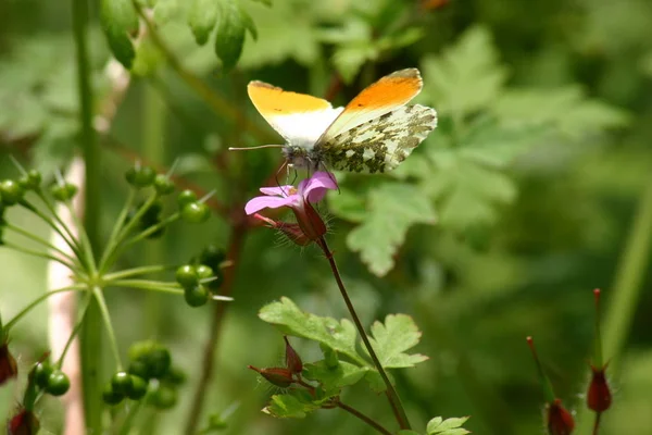 Gros Plan Bug Nature Sauvage — Photo