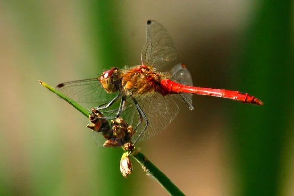 Close Macro View Van Libelle Insect — Stockfoto