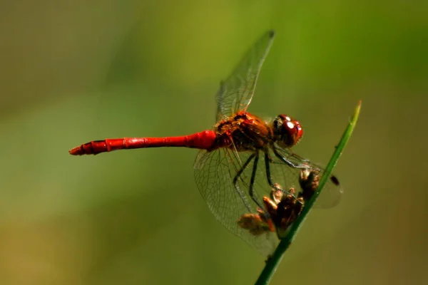 Closeup Macro View Dragonfly Insect — Stock Photo, Image
