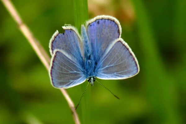 Närbild Insekter Vild Natur — Stockfoto