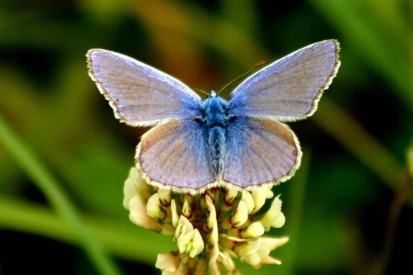 Närbild Insekter Vild Natur — Stockfoto