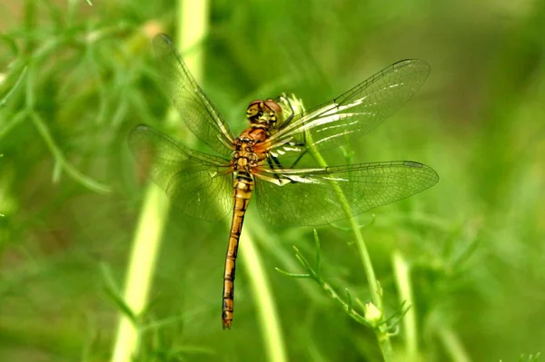 Insetti Libellula Flora Fauna — Foto Stock