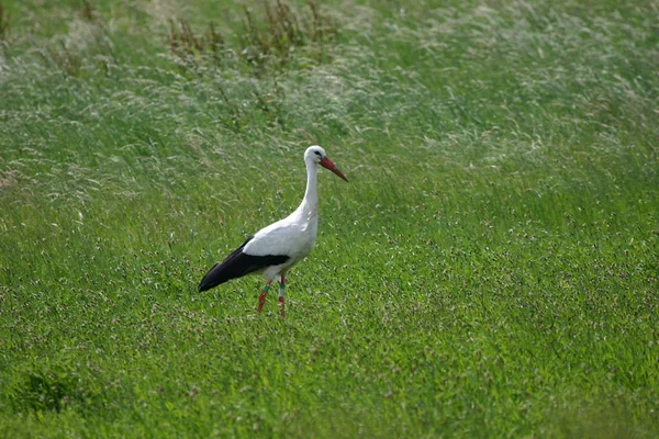 Aussichtsreiche Aussicht Auf Schöne Storchenvögel Der Natur — Stockfoto