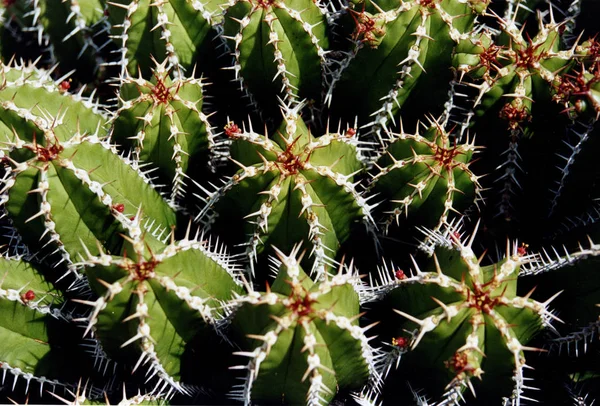 Planta Tropical Cacto Exótico — Fotografia de Stock