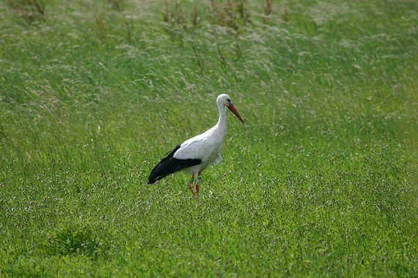 Vista Panorámica Hermosos Pájaros Cigüeña Naturaleza — Foto de Stock