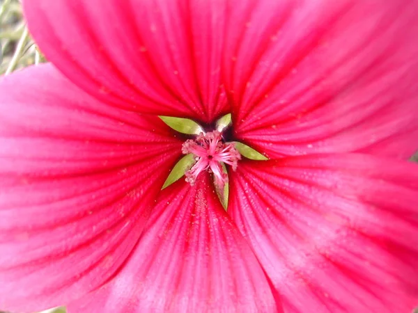 Красивые Ботанические Снимки Цифровые Обои — стоковое фото