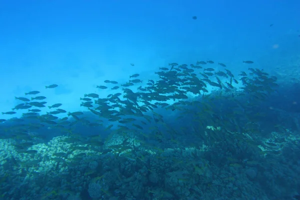 Scenic View Underwater World — Stock Photo, Image