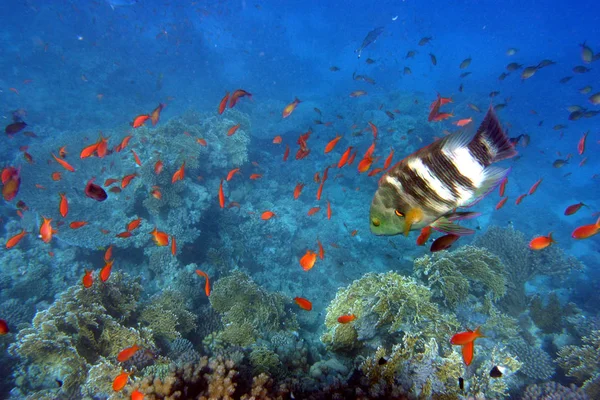 Naturskön Utsikt Över Undervattensvärlden — Stockfoto