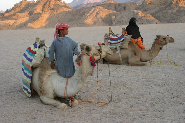 Верблюды Пустыне — стоковое фото