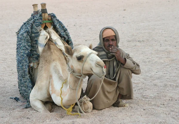 Een Standbeeld Van Een Kameel Woestijn — Stockfoto