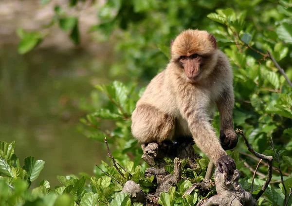 Macacos Bárbaros Habitam Mato Seco Bem Como Florestas Mistas Moderadamente — Fotografia de Stock