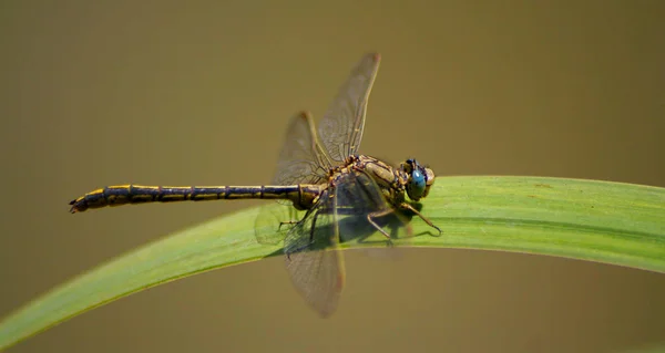 Odonata 잠자리 자연의 식물상 — 스톡 사진