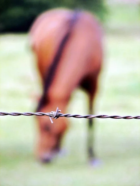 Detail Mladé Ženy Držící Drátěný Plot — Stock fotografie