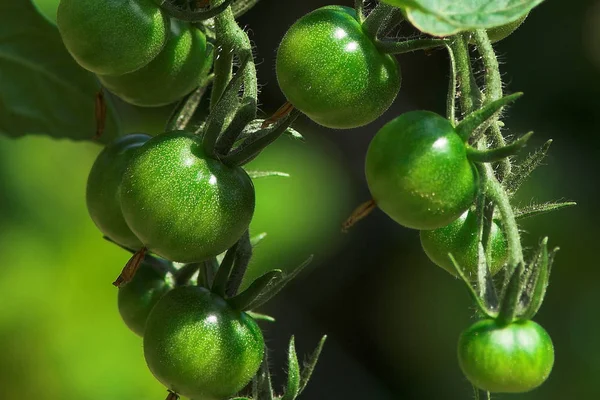 Pomodori Verdure Cibi Maturi — Foto Stock