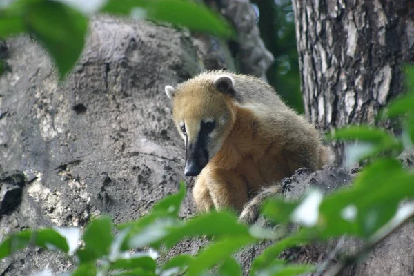 Encerramento Animais Jardim Zoológico — Fotografia de Stock