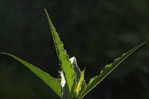 Hoja Verde Una Planta — Foto de Stock