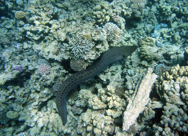 Moray Fish Moray Enguia Águas Profundas — Fotografia de Stock