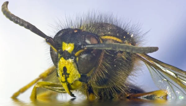 Jetzt Habe Ich Auch Den Flutfilter Ausprobiert — Stockfoto