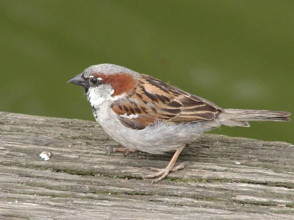 Scenic View Cute Sparrow Bird — Stock Photo, Image