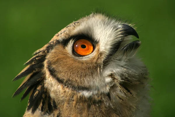 Aussichtsreicher Blick Auf Den Schönen Falken Der Natur — Stockfoto