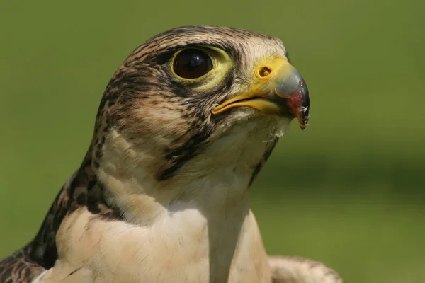 Schilderachtige Vogel Thema Schot — Stockfoto