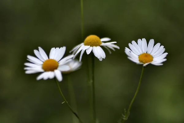 아름다운 꽃들의 개념적 — 스톡 사진