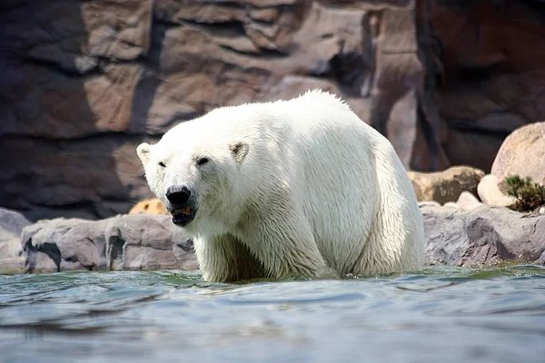 Arktischer Weißer Eisbär — Stockfoto