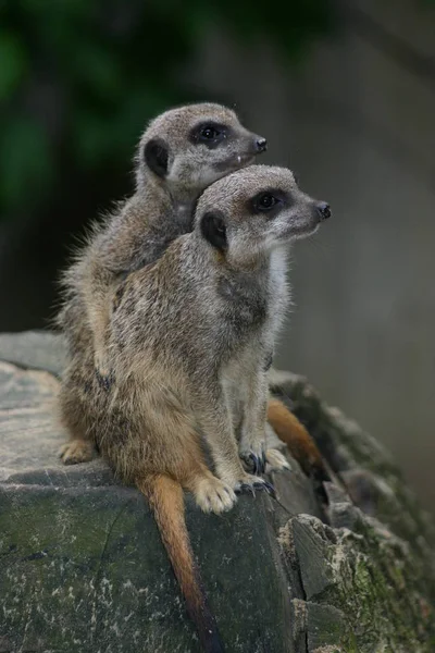 Faune Suricate Suricata Suricatta — Photo