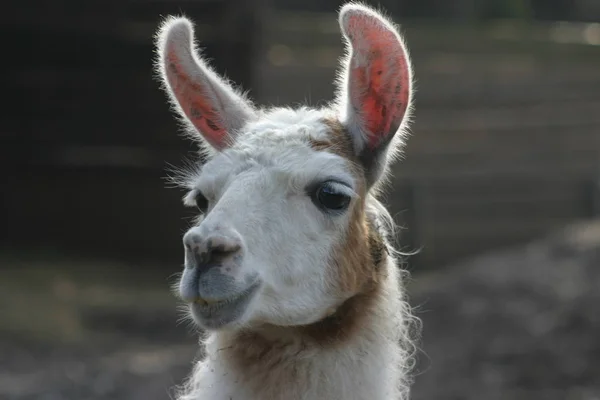 Närbild Djur Zoo — Stockfoto