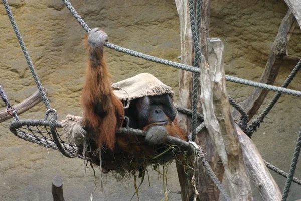 Singe Orang Utan Singe Animal — Photo