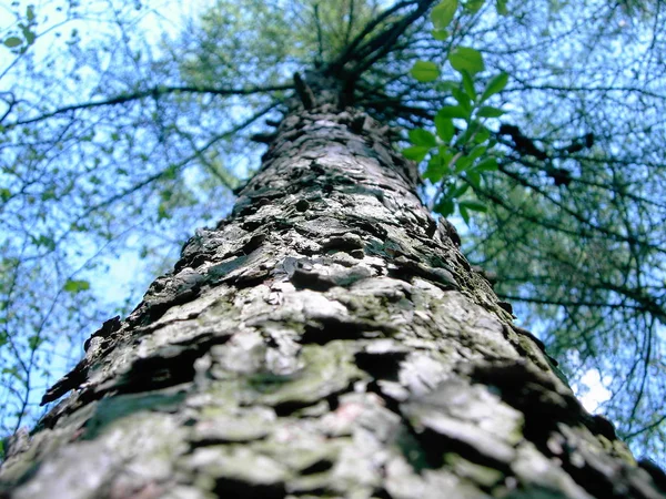 Corteccia Albero Naturale Botanica — Foto Stock