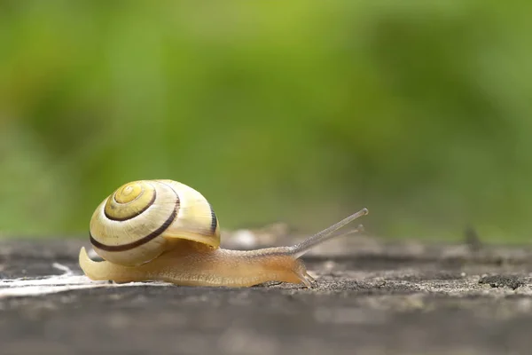 Elica Mollusco Chiocciola Animale Guscio — Foto Stock