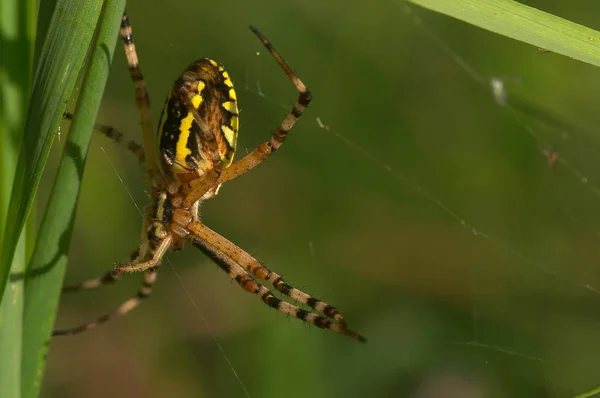 Closeup View Insect Nature — Stock Photo, Image