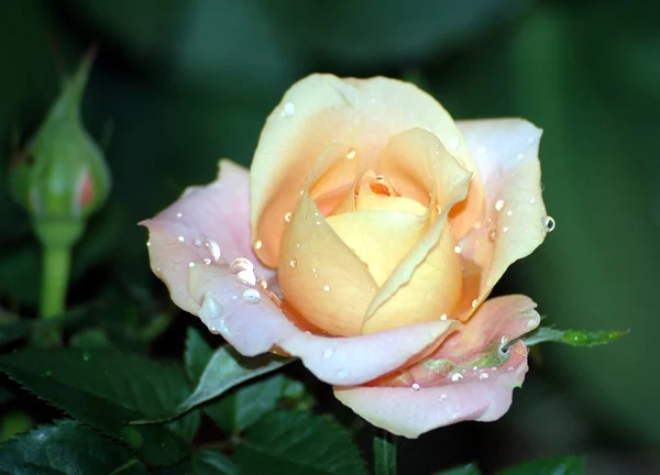 Scenic View Beautiful Blooming Roses — Stock Photo, Image