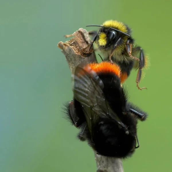 Vista Close Belo Inseto Bumblebee — Fotografia de Stock