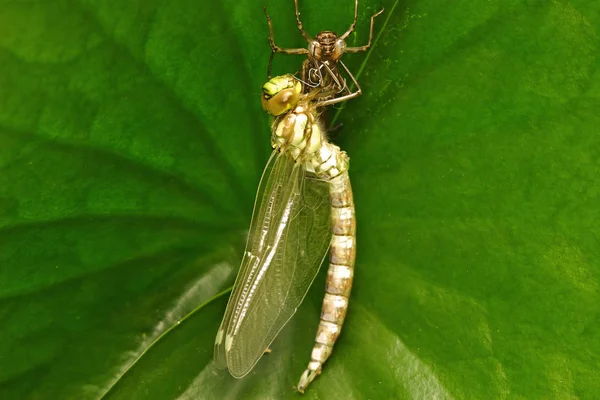 Insecten Libellen Odonata Fly — Stockfoto