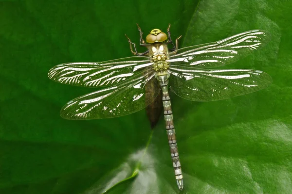 Insea Dragonfly Odonata Fly — стоковое фото