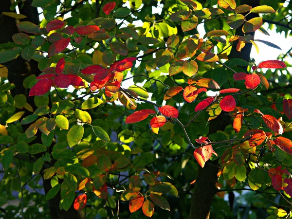 Herbstflora Herbstzeit — Stockfoto