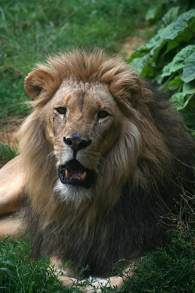 Yırtıcı Hayvan Aslan Kedi Avcısı — Stok fotoğraf