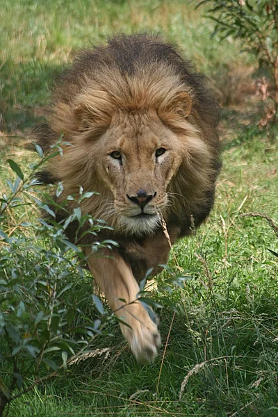 Depredador Animal León Vida Silvestre —  Fotos de Stock