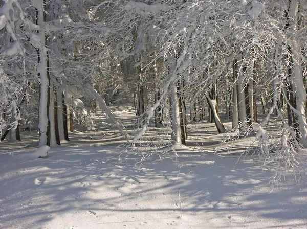 Bosque Invierno Con Árboles Bosque Cubierto Nieve —  Fotos de Stock