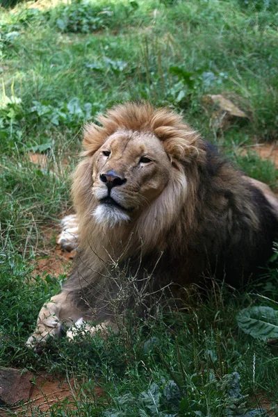 Dravá Zvěř Lví Zvěř — Stock fotografie