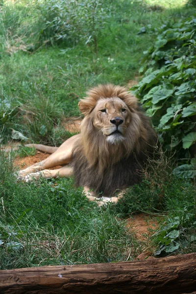 Ulusal Parkta Aslan Var — Stok fotoğraf