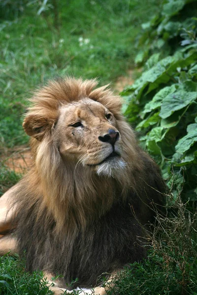 捕食動物ライオンネコ捕食者 — ストック写真