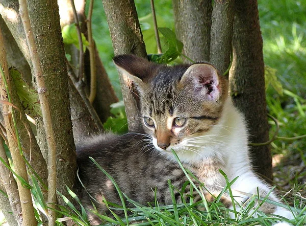 Portré Egy Aranyos Macska — Stock Fotó