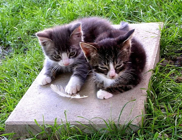 Animales Diferentes Enfoque Selectivo — Foto de Stock