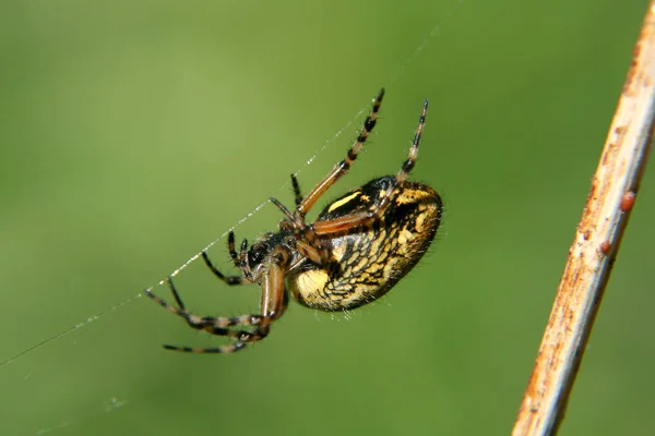 Araña Trampa Para Insectos Animal — Foto de Stock