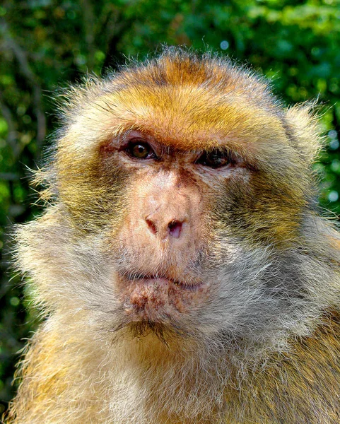 Primo Piano Degli Animali Allo Zoo — Foto Stock