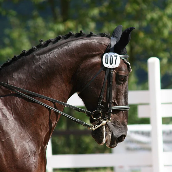 Dressage Foi Montado — Fotografia de Stock