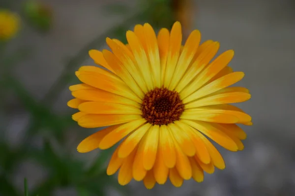 Pomarańczowe Płatki Kwiatów Kwiat Flory — Zdjęcie stockowe